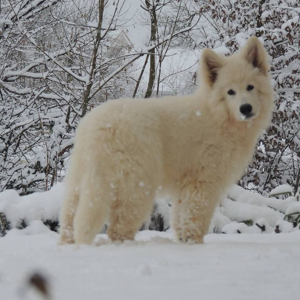 CH. Junjie majestic du Loup de la Vieille Eglise